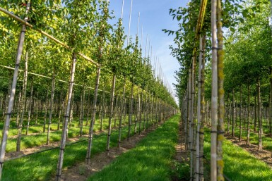 Cornus mas haute-tige 4/6