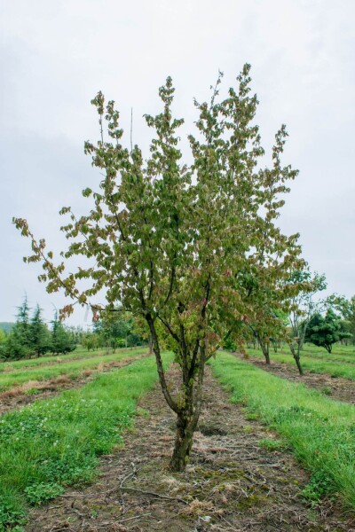 Cornus mas cépée