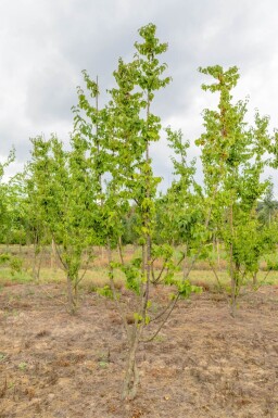Cornus mas cépée