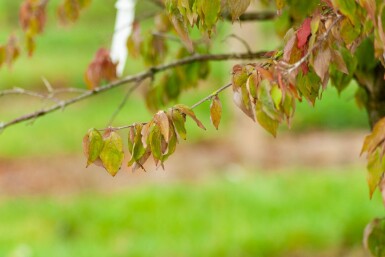 Cornus mas cépée