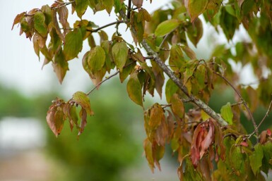 Cornus mas cépée