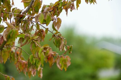 Cornus mas cépée