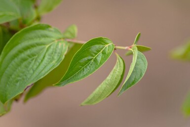 Cornus mas cépée