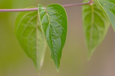 Cornus mas cépée