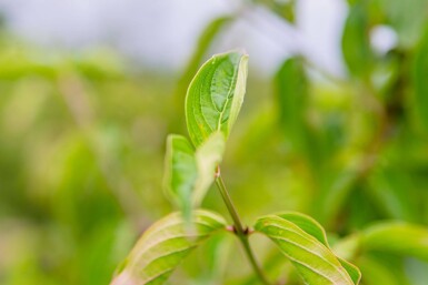 Cornus mas cépée