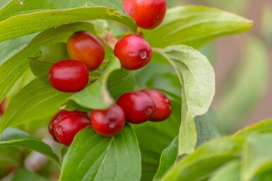 Cornus mas cépée