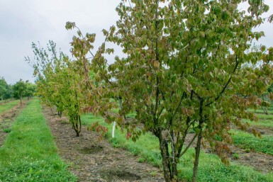 Cornus mas cépée
