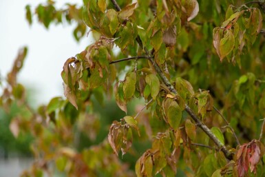 Cornus mas cépée