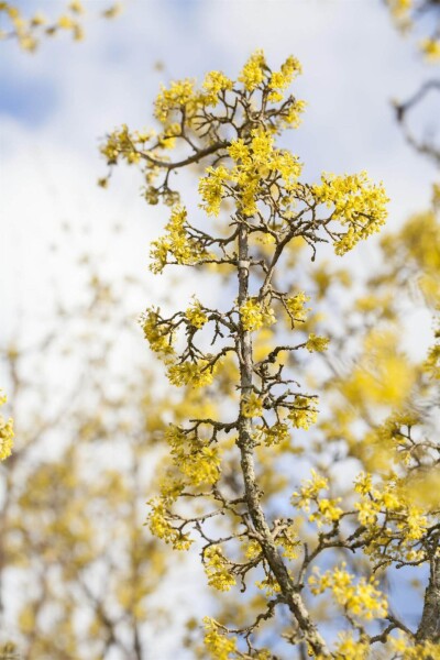Cornus officinalis cépée