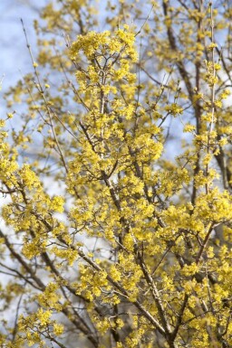 Cornus officinalis cépée