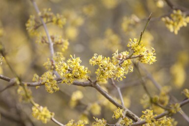 Cornus officinalis cépée