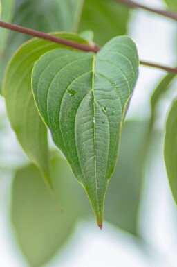 Cornus officinalis cépée