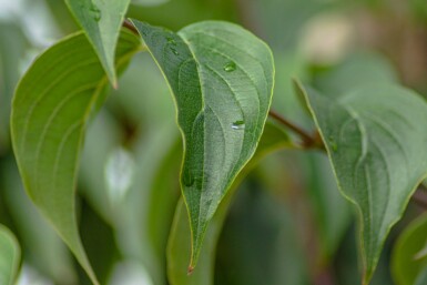 Cornus officinalis cépée