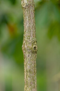 Cornus officinalis cépée