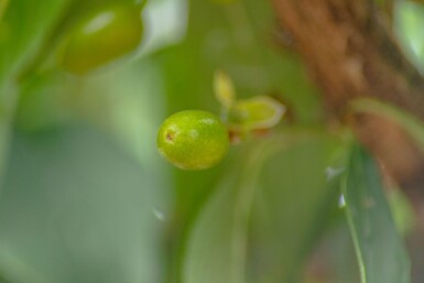 Cornus officinalis cépée