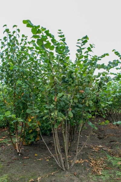 Corylus avellana cépée 200-250