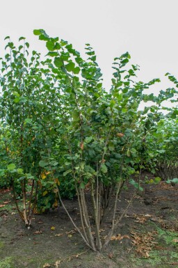 Corylus avellana cépée