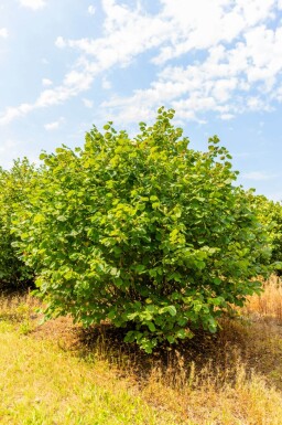 Corylus avellana cépée