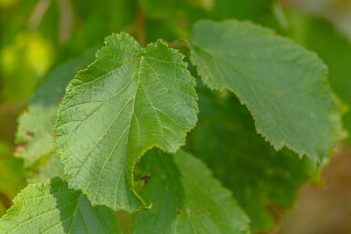 Corylus avellana cépée 200-250
