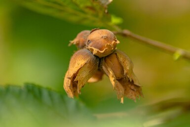 Corylus avellana cépée 200-250