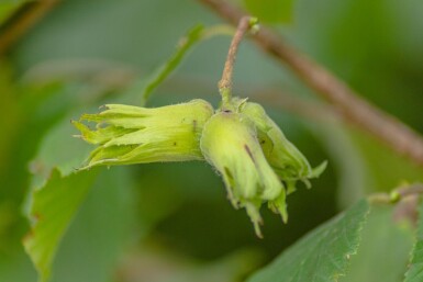 Corylus avellana cépée 200-250