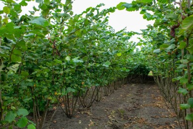 Corylus avellana cépée 200-250