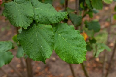 Corylus avellana cépée 200-250