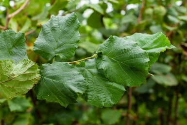 Corylus avellana cépée 200-250