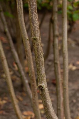 Corylus avellana cépée 200-250