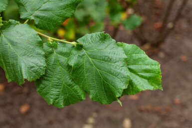 Corylus avellana cépée 200-250