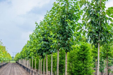 Corylus colurna haute-tige 6/8
