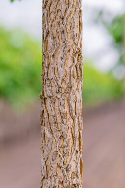 Corylus colurna haute-tige 6/8