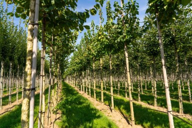 Corylus colurna haute-tige 6/8