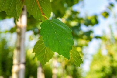 Corylus colurna haute-tige 6/8