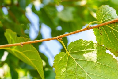 Corylus colurna haute-tige 6/8