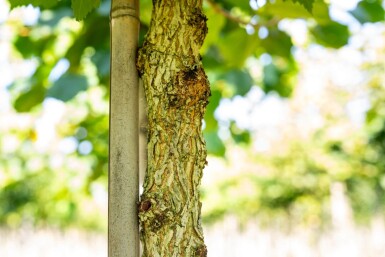 Corylus colurna haute-tige 6/8