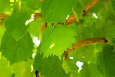 Corylus colurna haute-tige 6/8