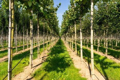 Corylus colurna haute-tige 6/8