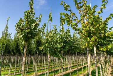 Corylus colurna haute-tige 6/8