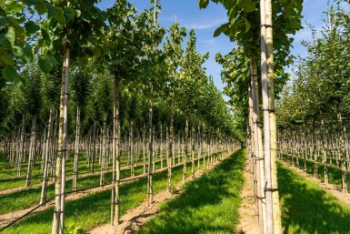 Corylus colurna haute-tige 6/8