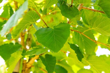Corylus colurna haute-tige 6/8