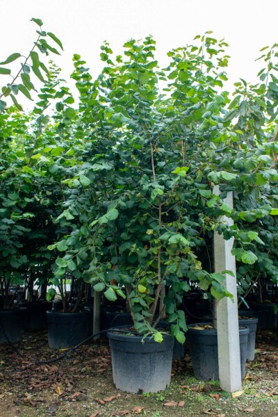 Corylus colurna cépée