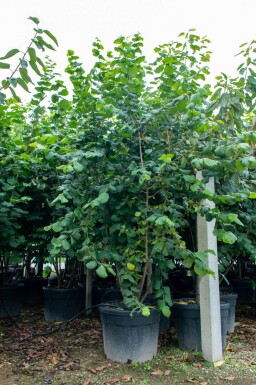 Corylus colurna cépée