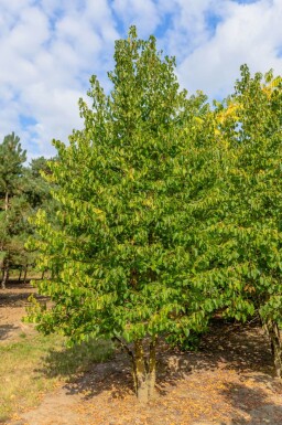 Corylus colurna cépée