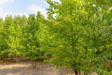 Corylus colurna cépée