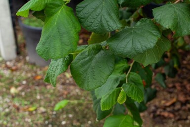 Corylus colurna cépée