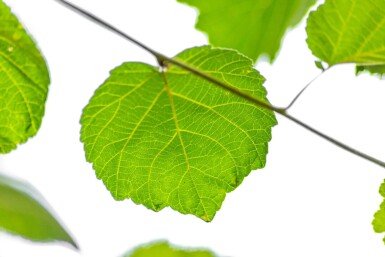 Corylus colurna cépée