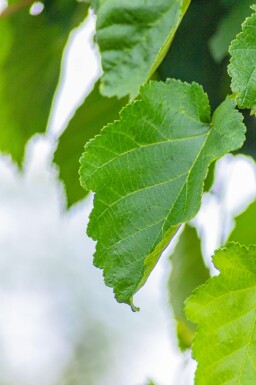 Corylus colurna cépée