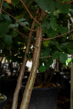 Corylus colurna cépée