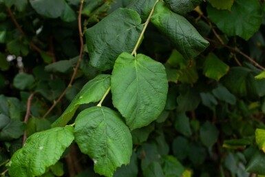 Corylus colurna cépée